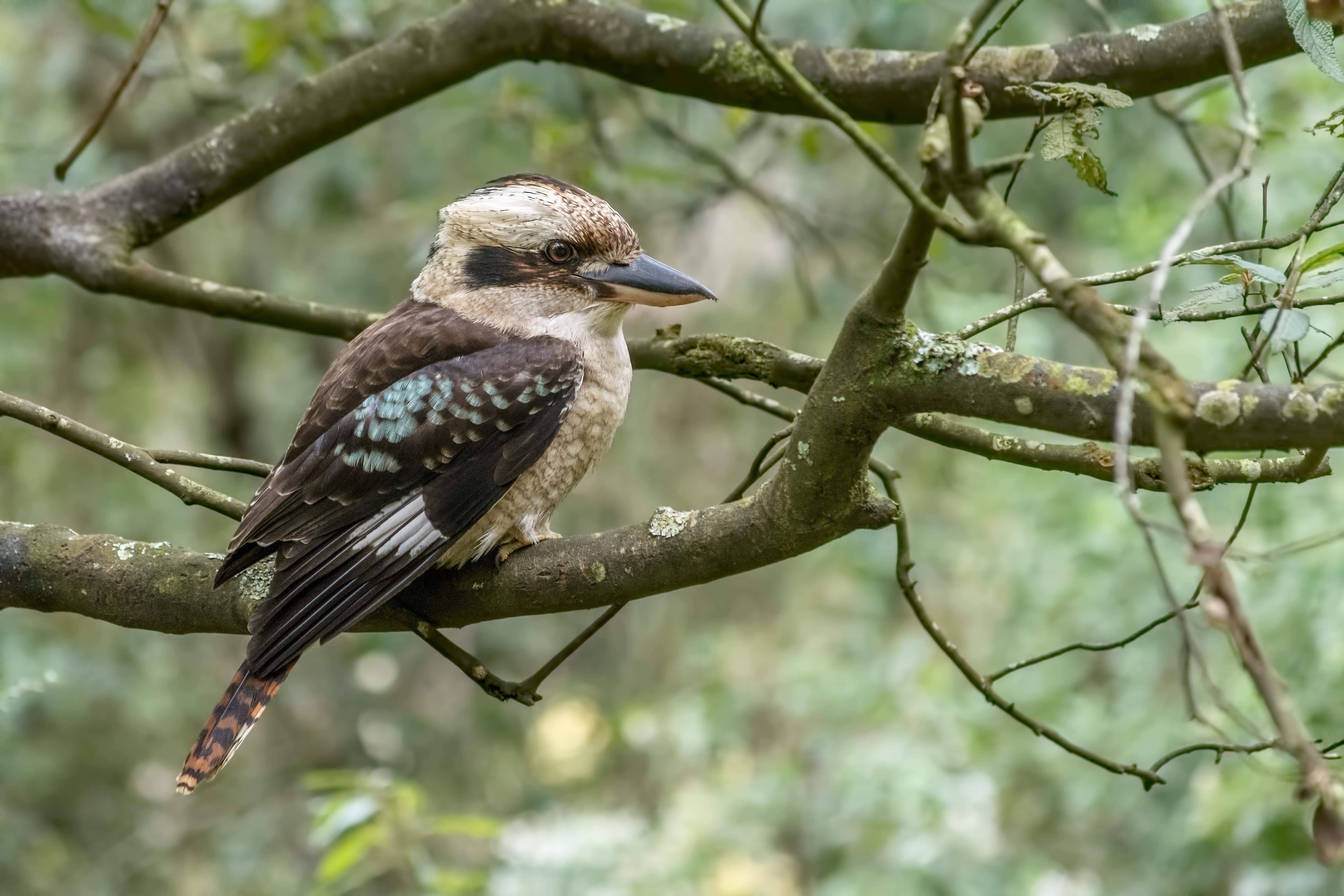 Bird habitats Main Image